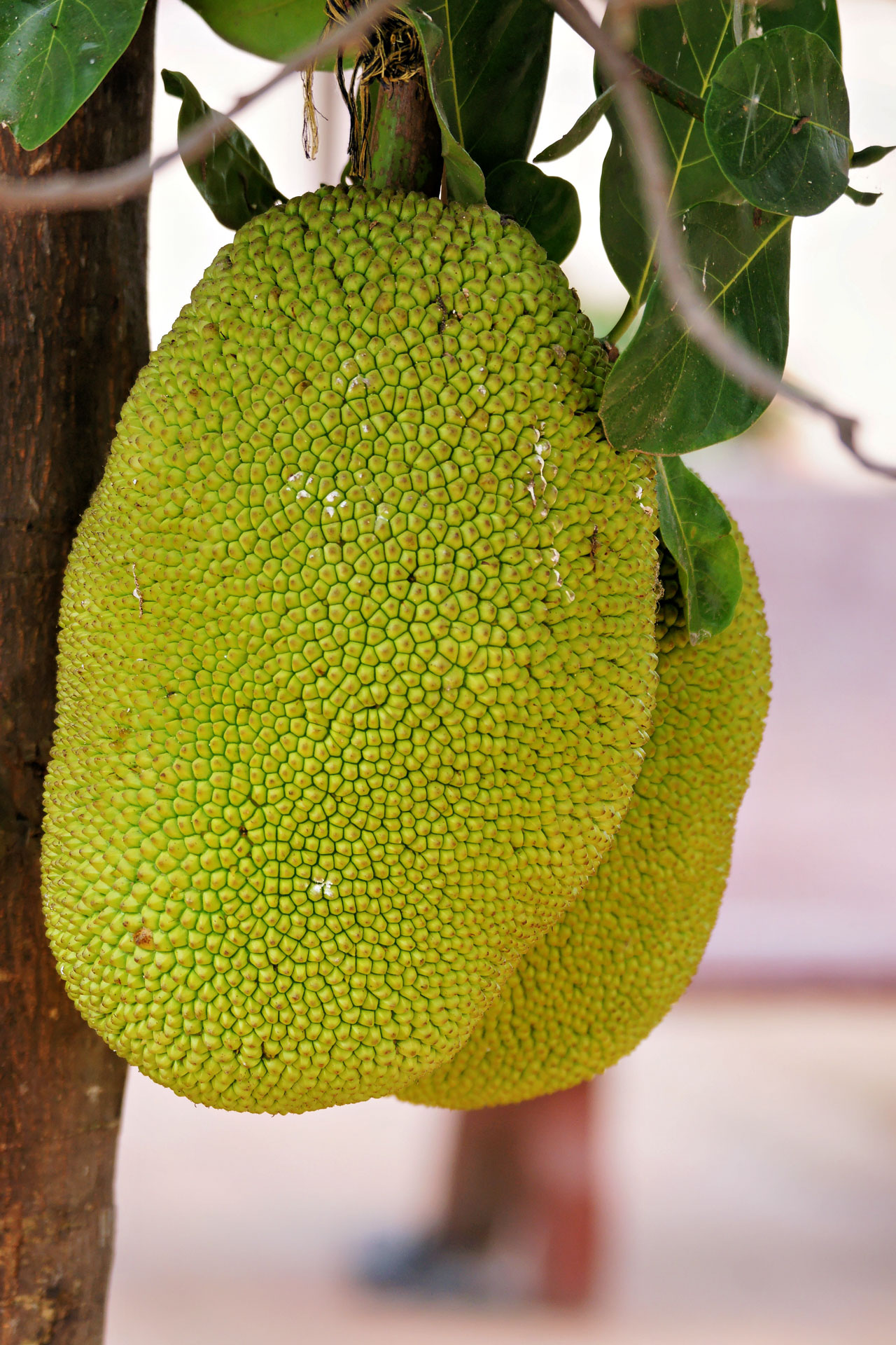 Auf dem Markt des Dorfs Preah Dak im Gebiet von Angkor